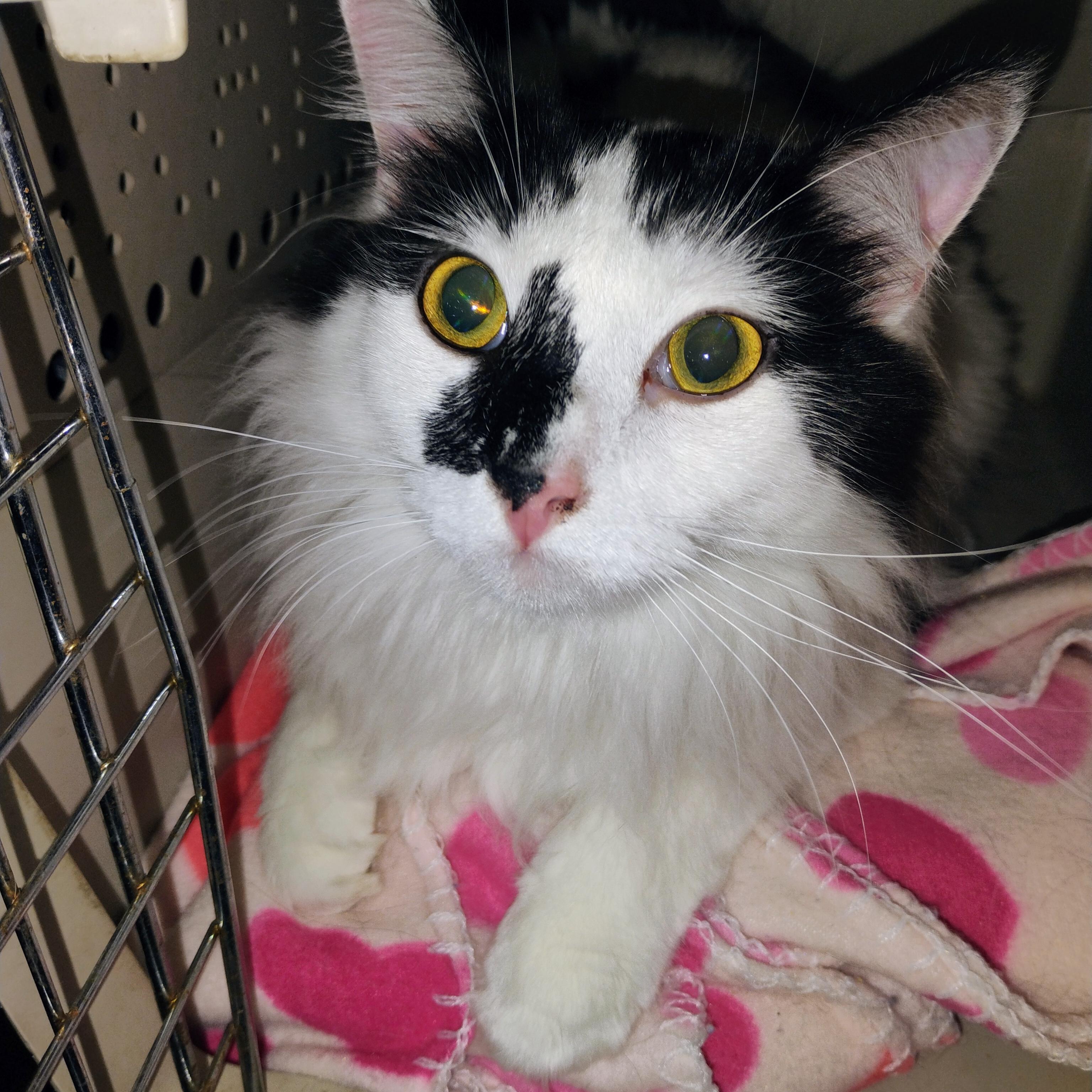 Enlarge Lewis, a Adoptable mixed breed in St Peters, MO image 1/1