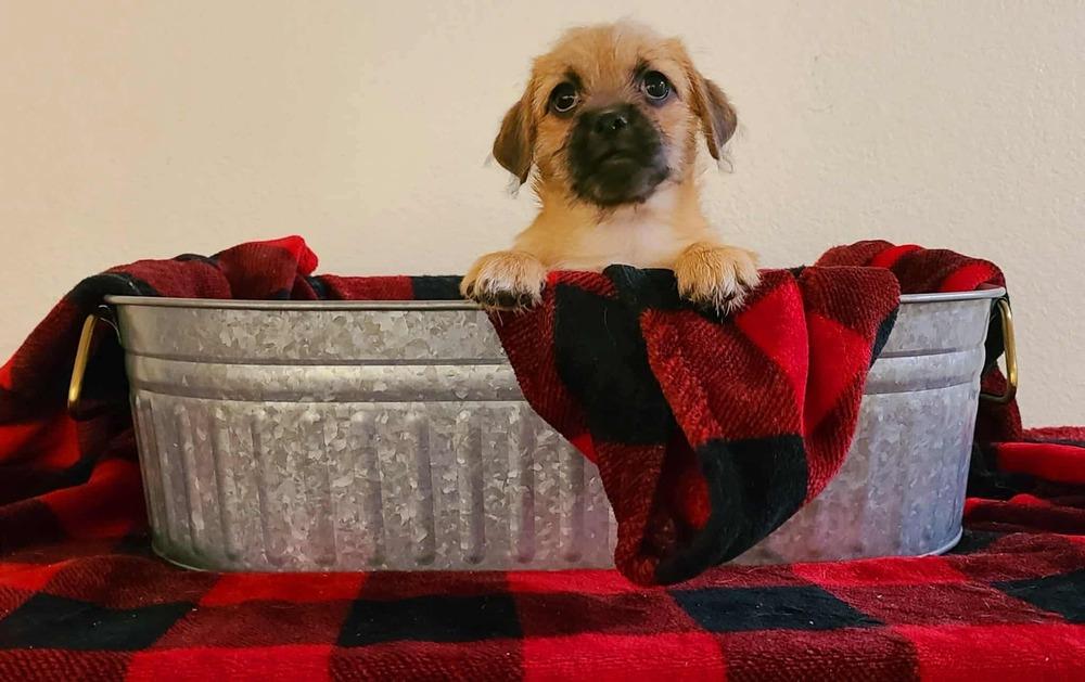 Malibu, Adoptable, Puppy Female Pug.