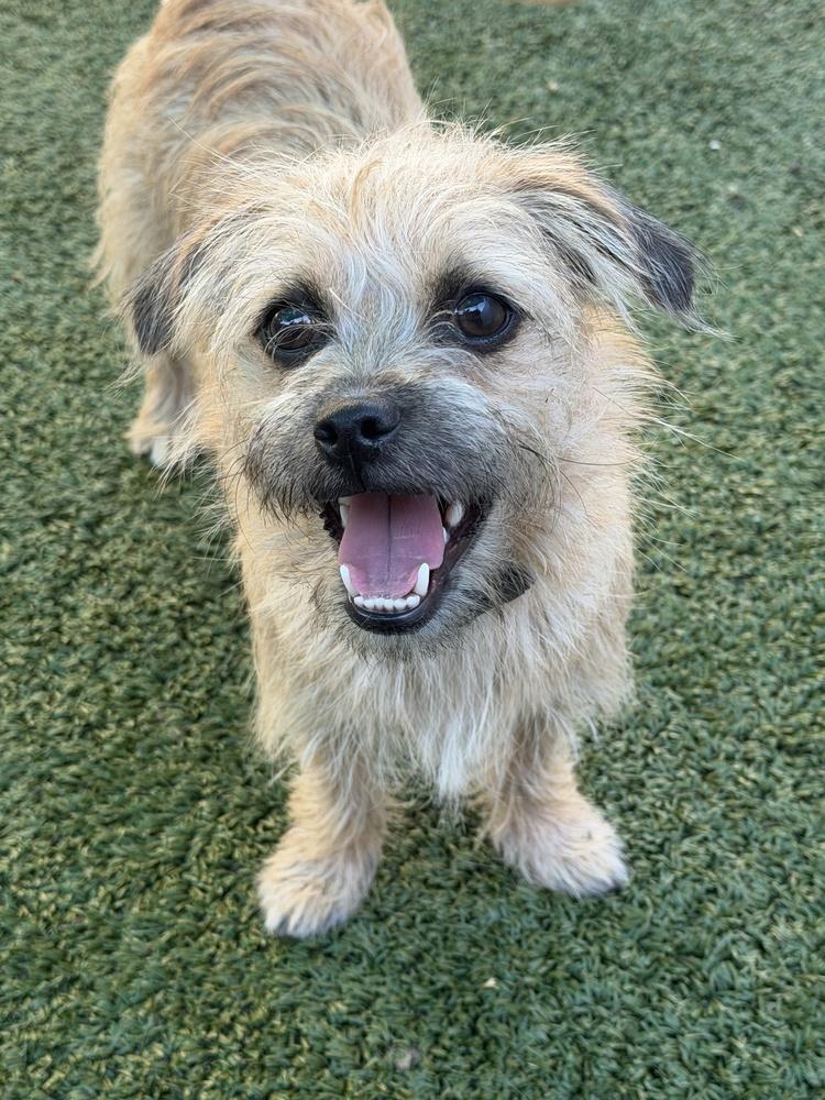 Enlarge Malibu, a Adoptable mixed breed in Canyon Country, CA image 2/6
