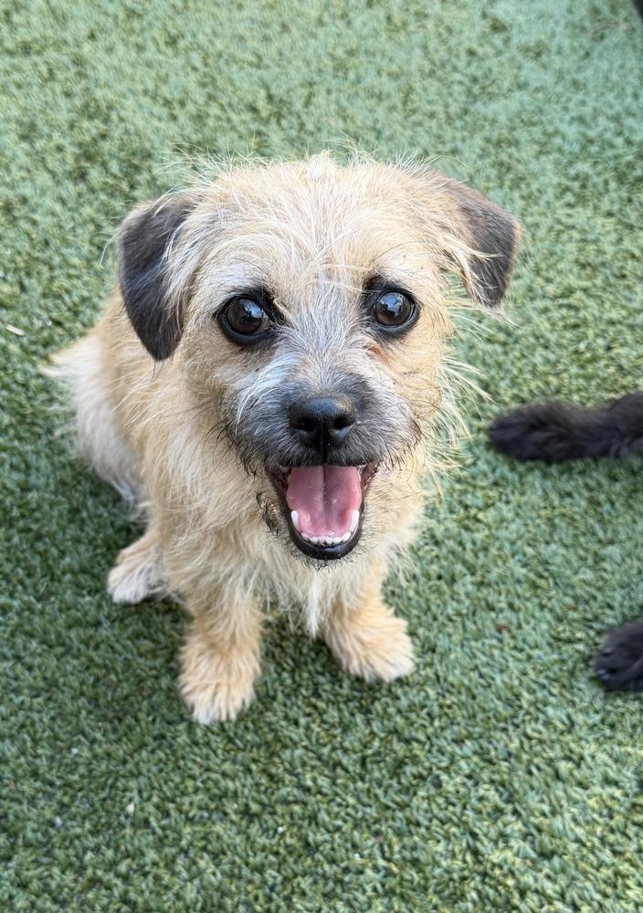Enlarge Malibu, a Adoptable mixed breed in Canyon Country, CA image 5/6
