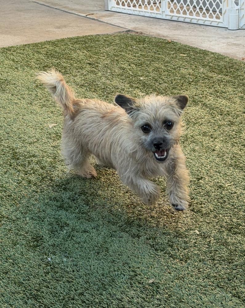 Enlarge Malibu, a Adoptable mixed breed in Canyon Country, CA image 6/6