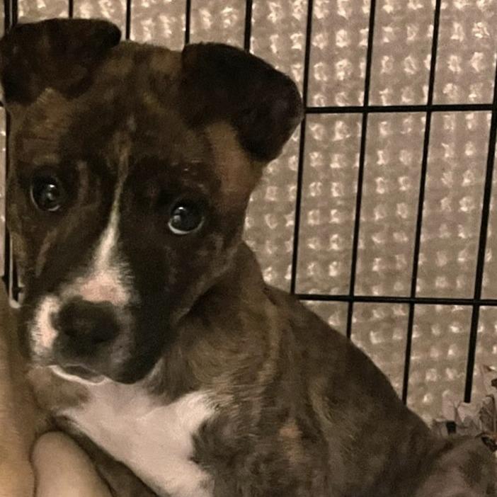 Flo (Cars Litter), Adoptable, Puppy Female Cattle Dog & Retriever.