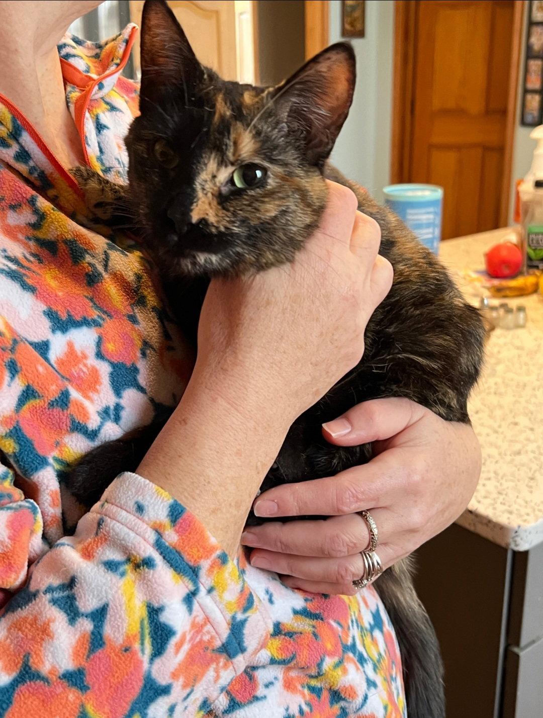 Enlarge Griselda, a Adopted Tortoiseshell in Harrisburg, PA image 1/3