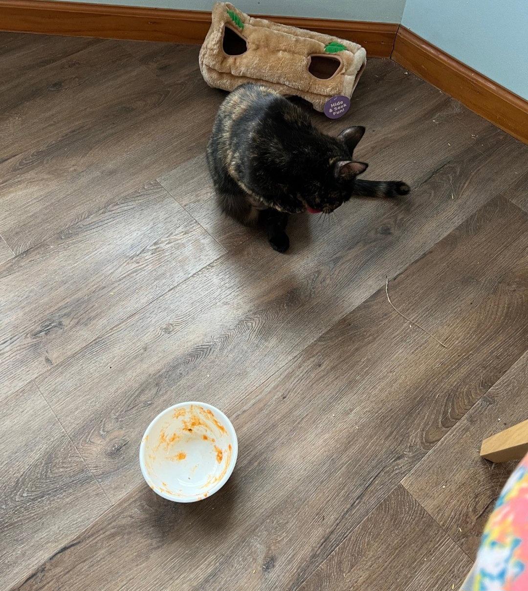 Enlarge Griselda, a Adopted Tortoiseshell in Harrisburg, PA image 2/3