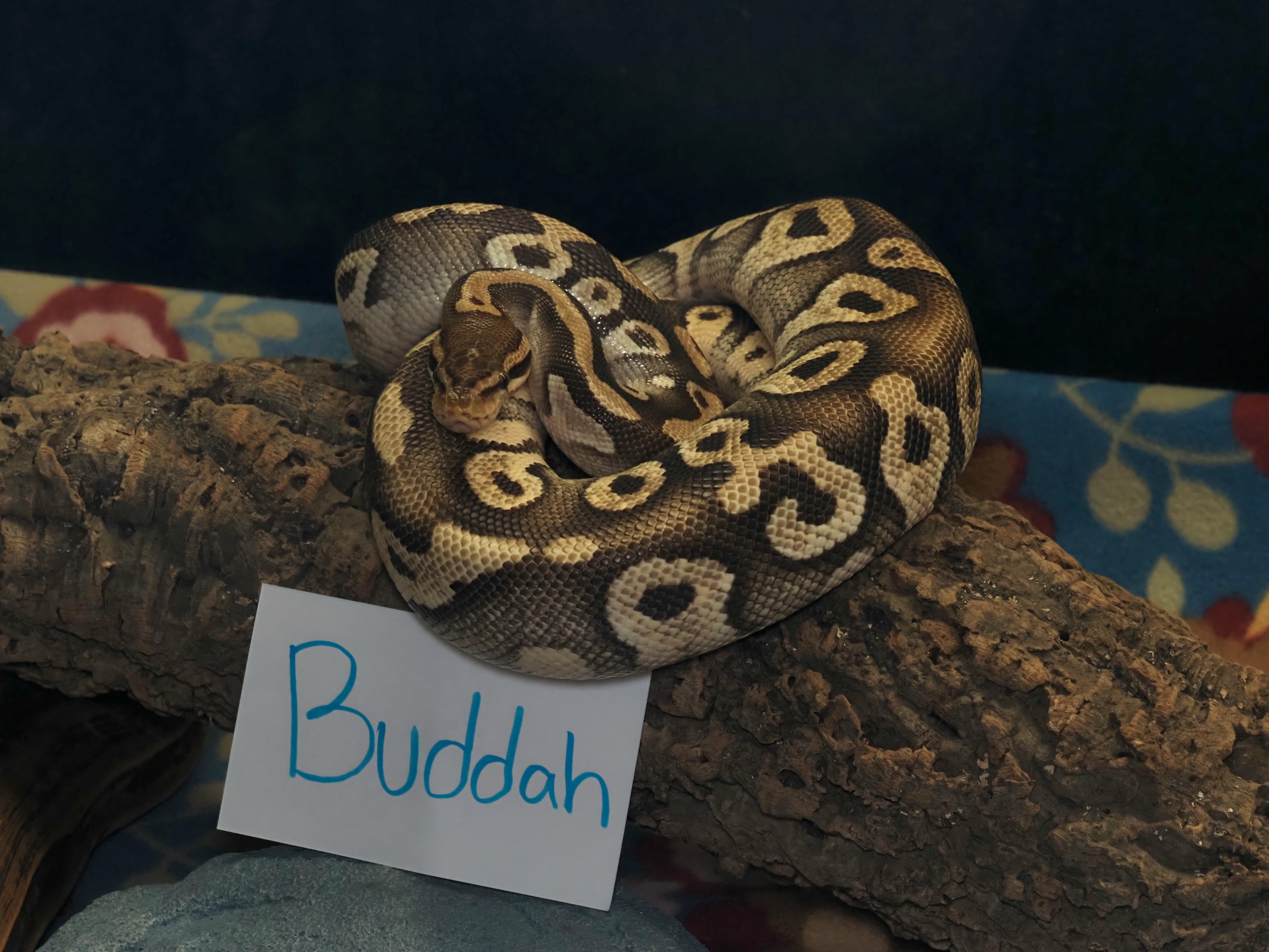 Enlarge Buddah, a ADOPTABLE Ball Python in Tacoma, WA image 1/1