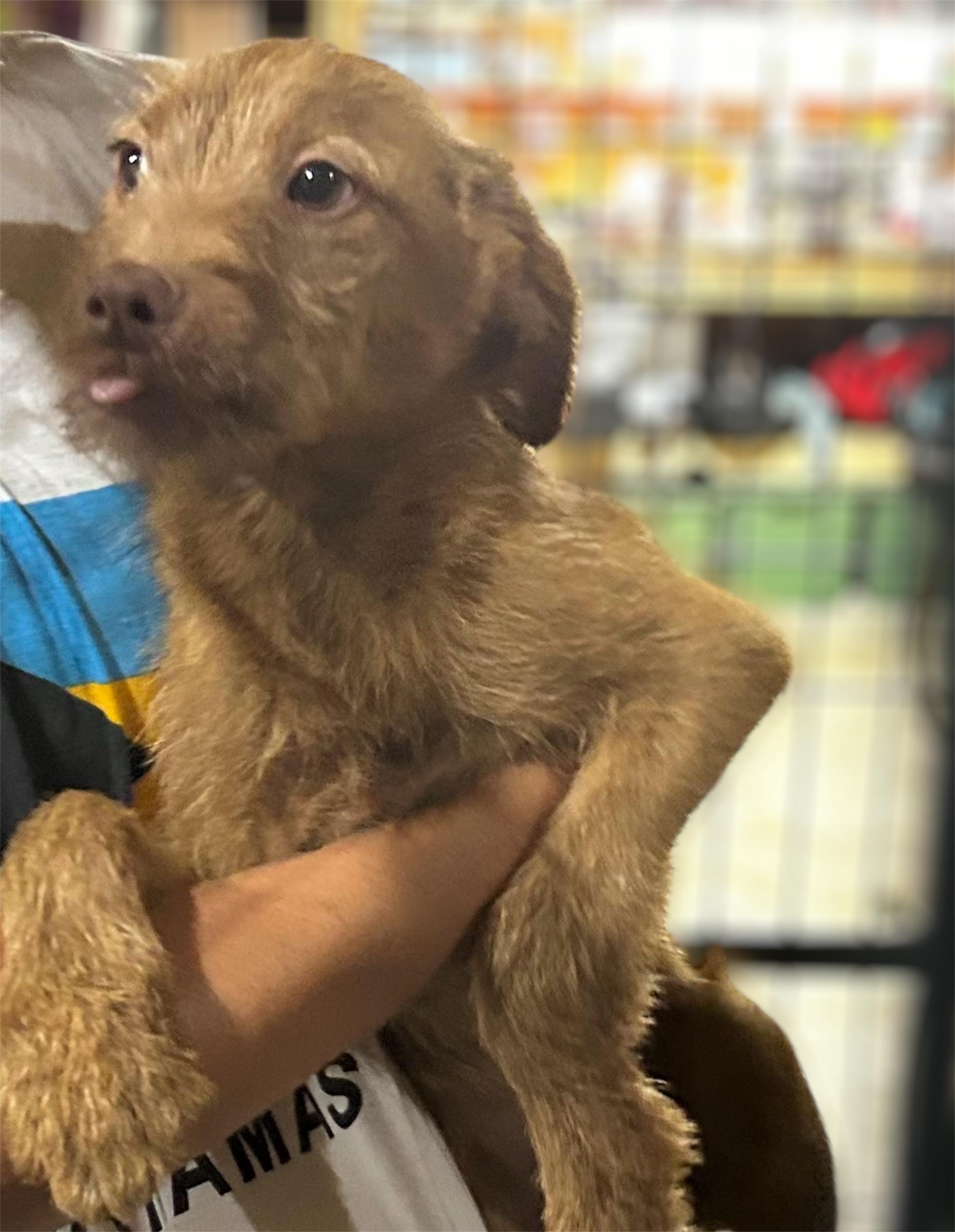 Louie, an adoptable Labradoodle in Brownstown, IN, 47220 | Photo Image 2