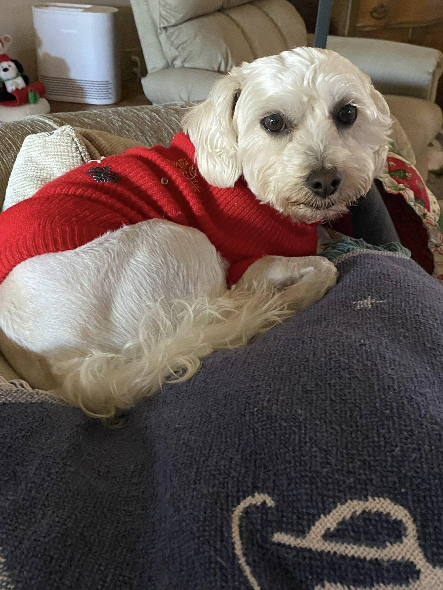 Hermie, Adoptable, Adult Male Miniature Poodle.