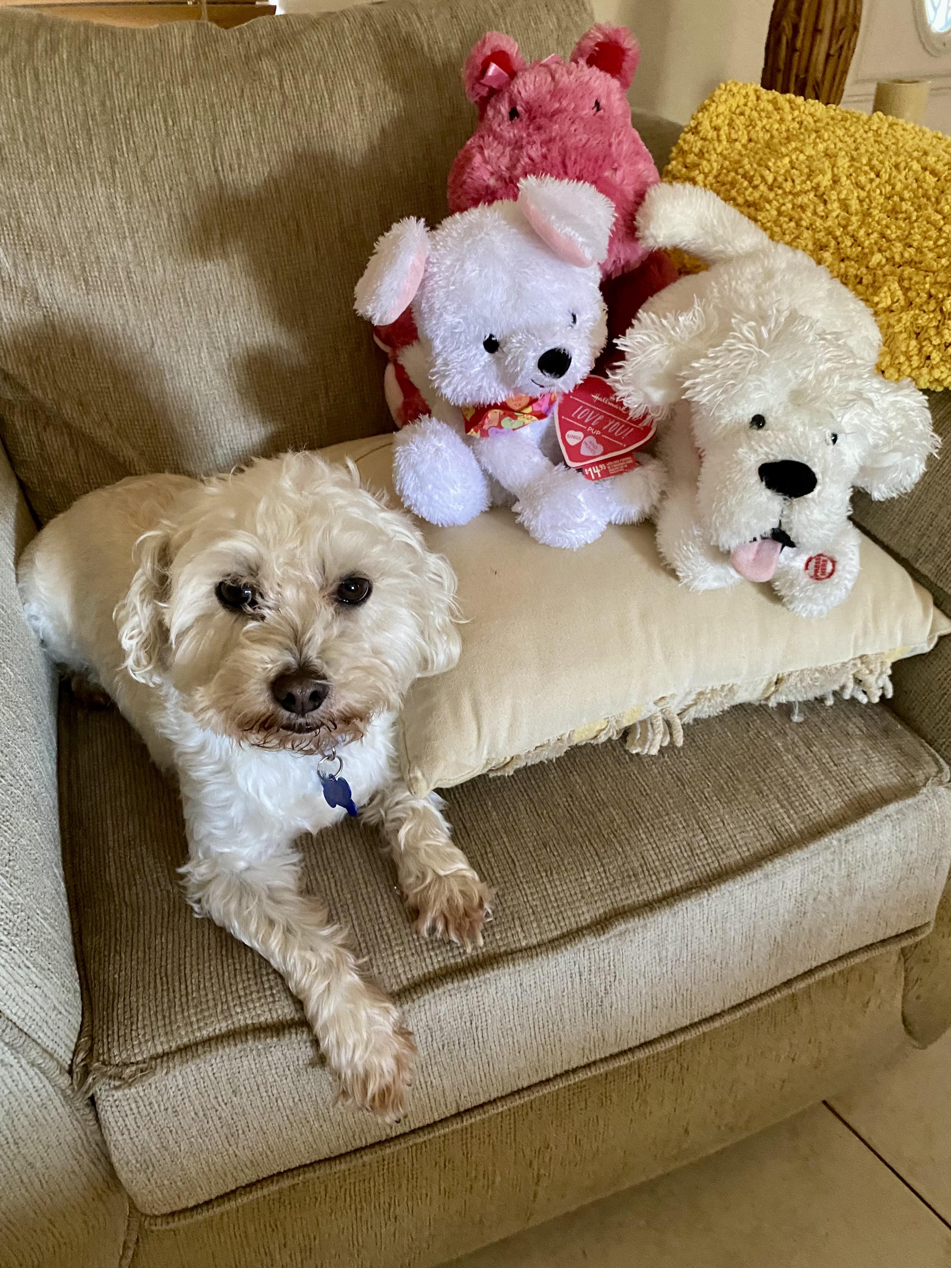 Hermie, a Adoptable mixed breed in Cape Coral, FL image 3/6