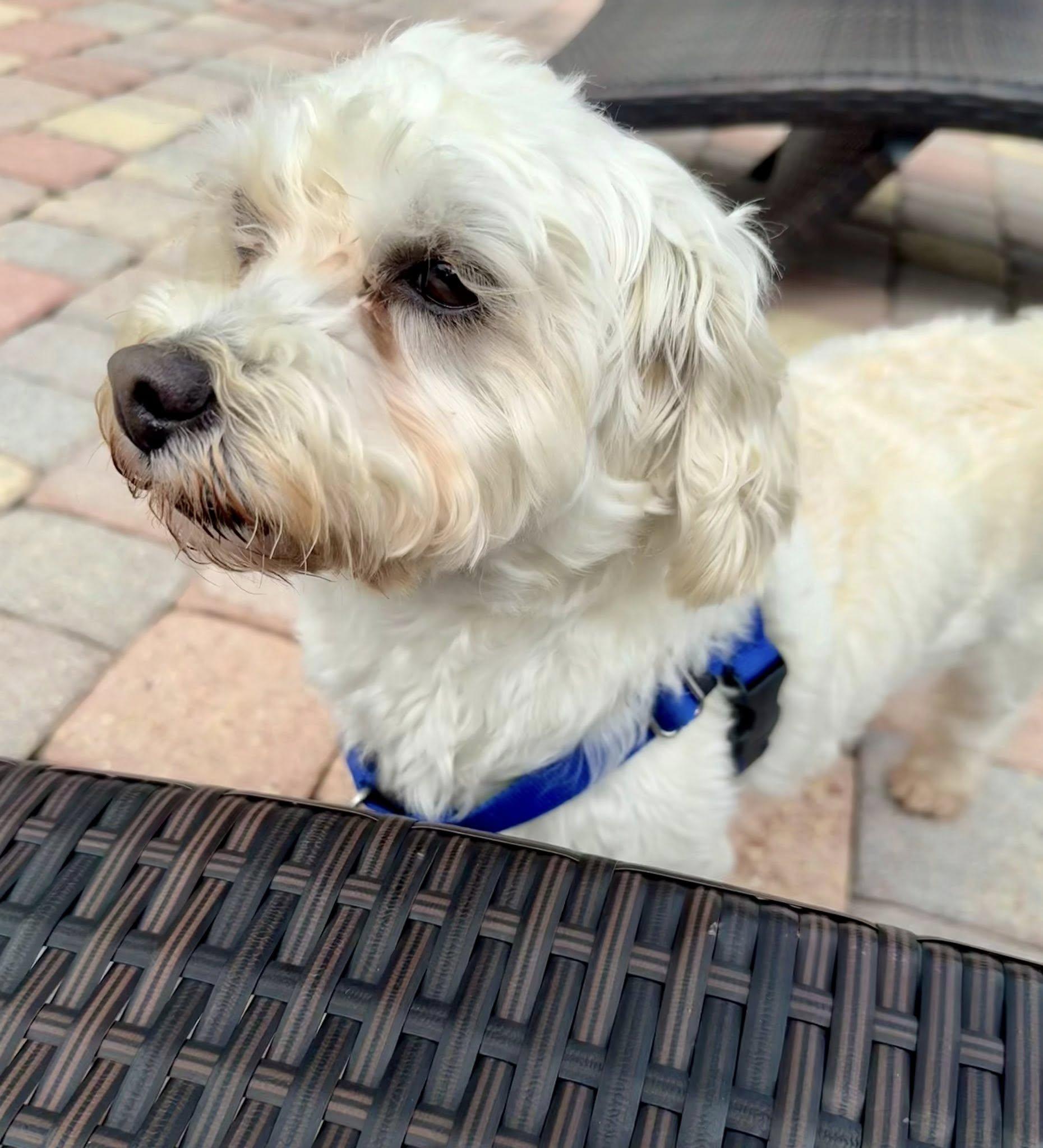 Hermie, a Adoptable mixed breed in Cape Coral, FL image 4/6