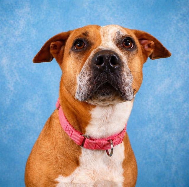 SERENA, Adoptable, Adult Female Labrador Retriever & Mixed Breed.