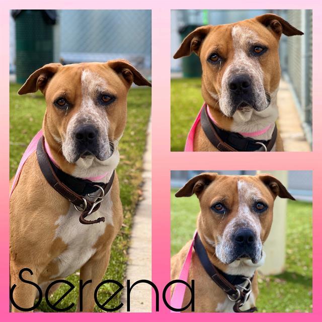 SERENA, Adoptable, Adult Female Labrador Retriever & Mixed Breed.