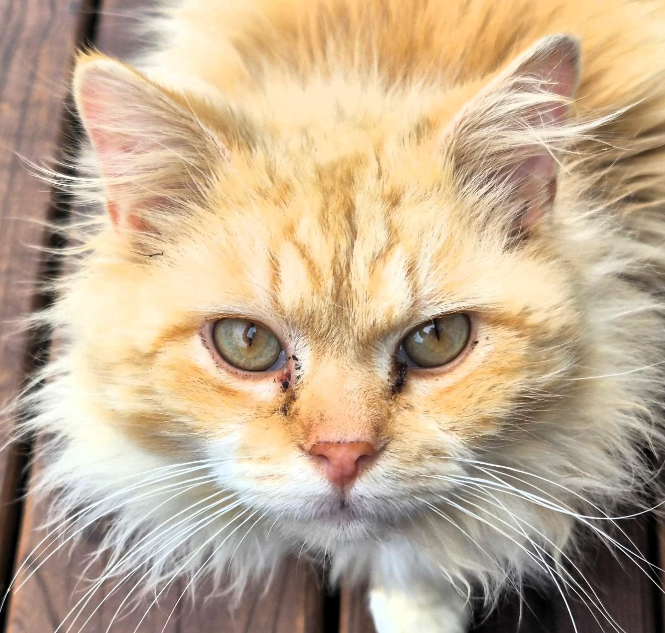 Enlarge Orange, an adopted mixed breed in Frederick, MD image 1/3