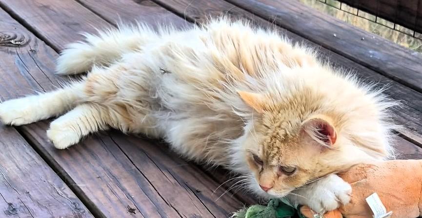 Enlarge Orange, an adopted mixed breed in Frederick, MD image 2/3