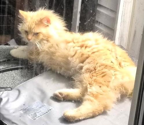 Enlarge Orange, an adopted mixed breed in Frederick, MD image 3/3