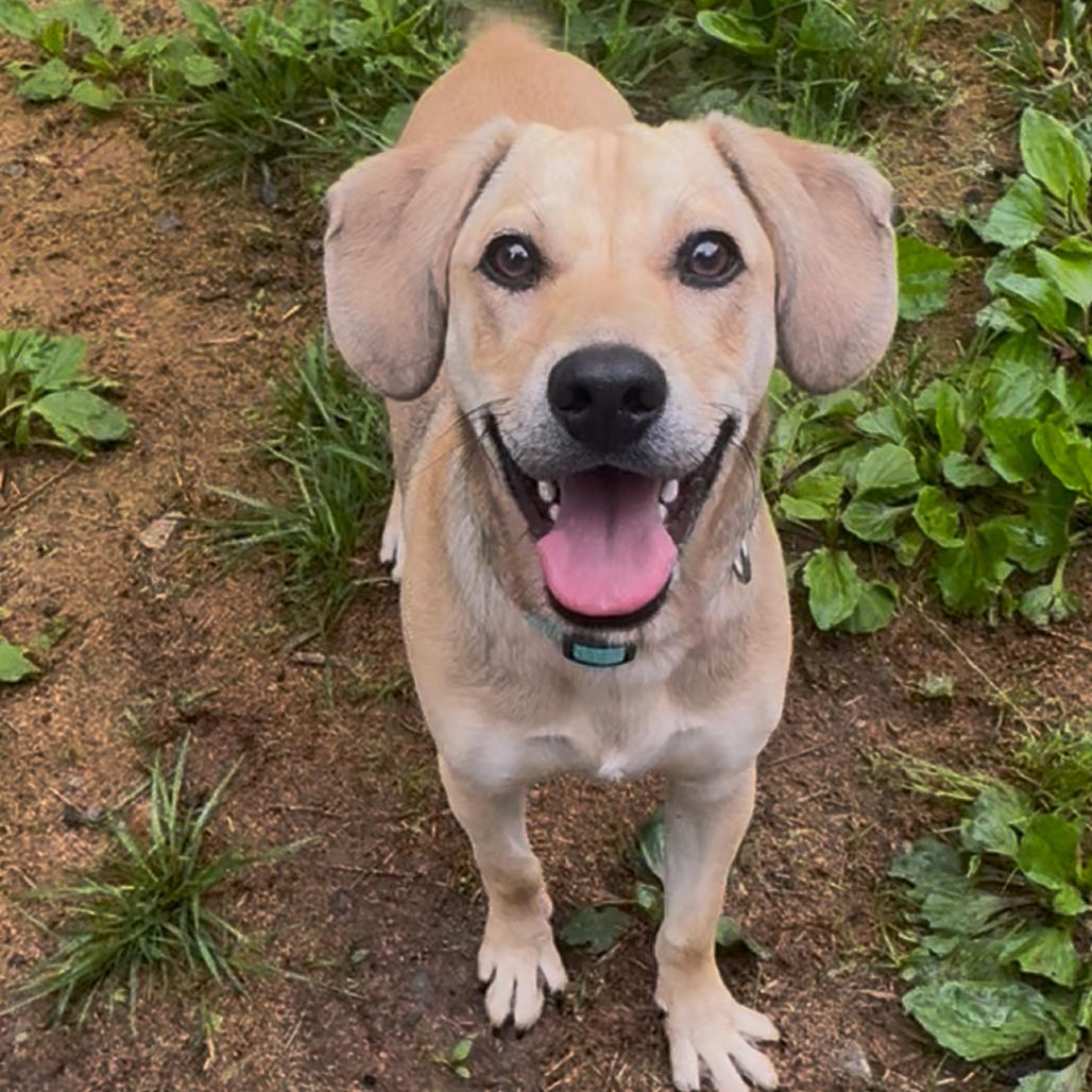 Enlarge Koda, a Adoptable mixed breed in Fairmont, WV image 1/1