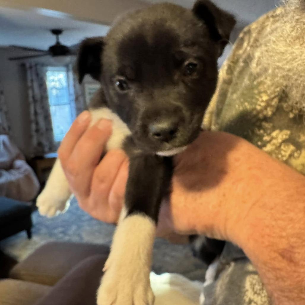 Frazier, Adoptable, Puppy Male Retriever & Terrier.