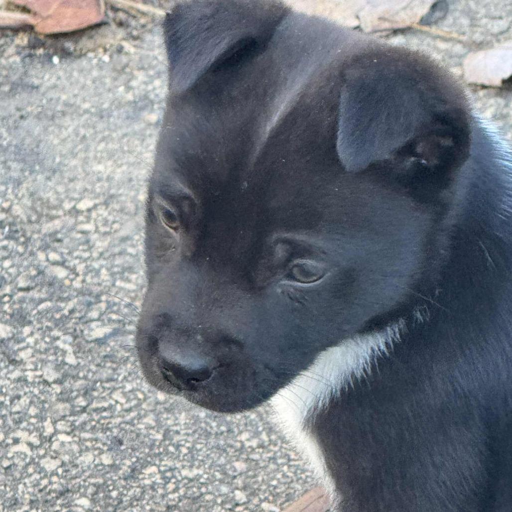 Enlarge Frazier, a Adoptable mixed breed in Raleigh, NC image 2/2