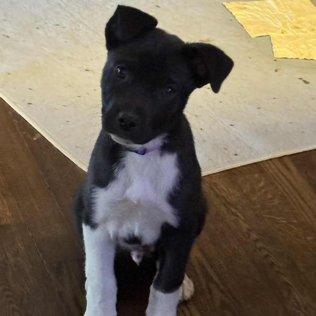 Enlarge Frazier, a Adoptable mixed breed in Raleigh, NC image 3/4