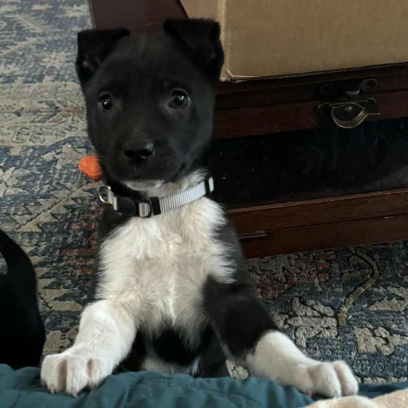 Enlarge Frazier, a Adoptable mixed breed in Raleigh, NC image 4/4