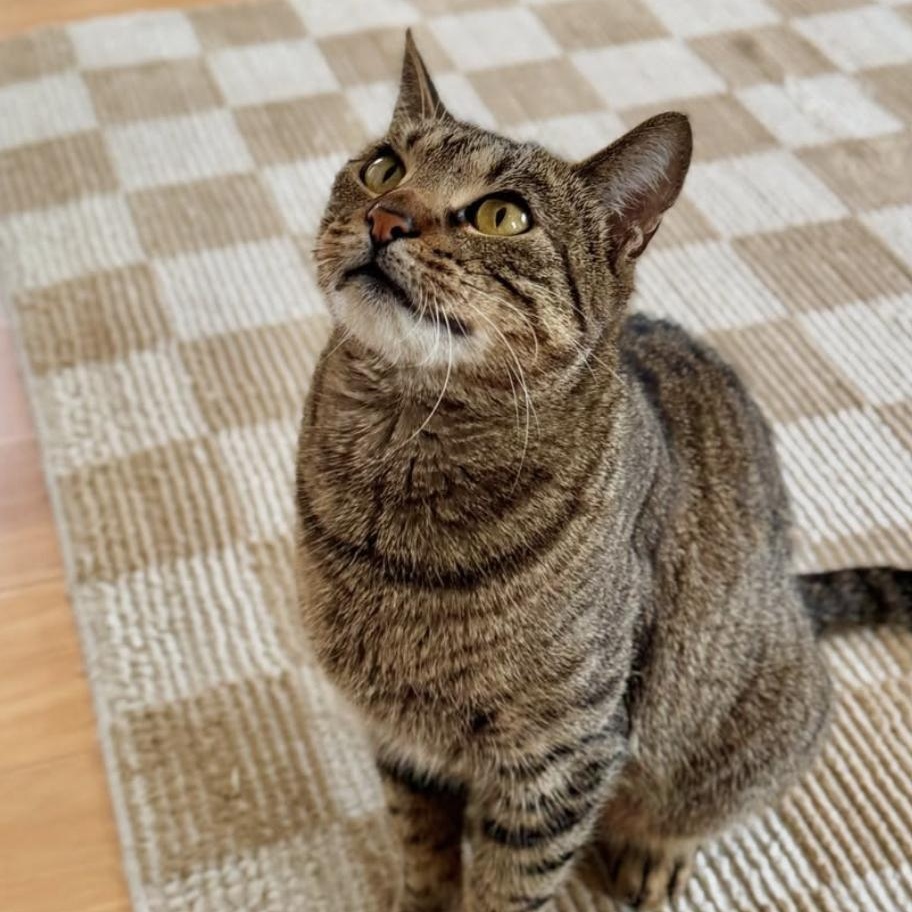 Enlarge Christina, a Adoptable Domestic Short Hair in Ramsey, NJ image 3/6