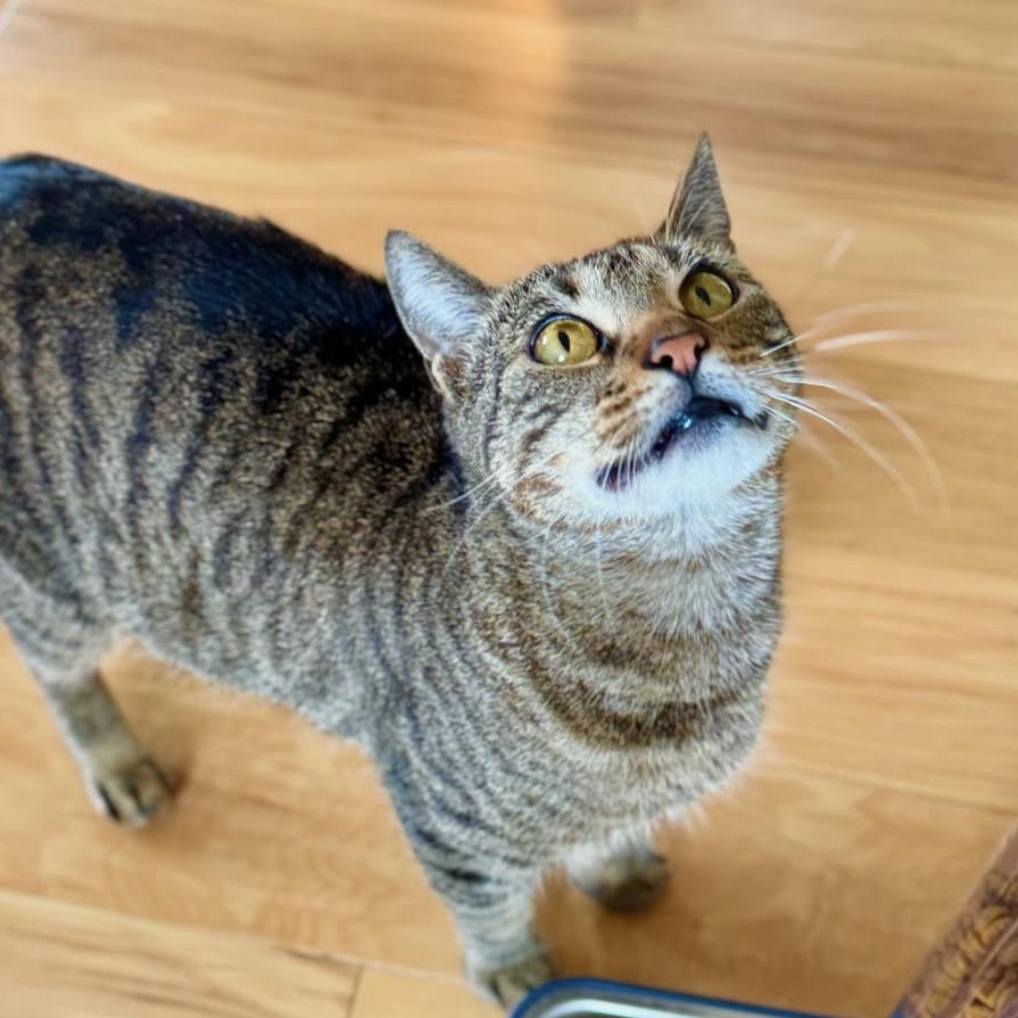 Enlarge Christina, a Adoptable Domestic Short Hair in Ramsey, NJ image 5/6