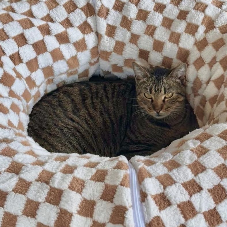 Enlarge Christina, a Adoptable Domestic Short Hair in Ramsey, NJ image 6/6