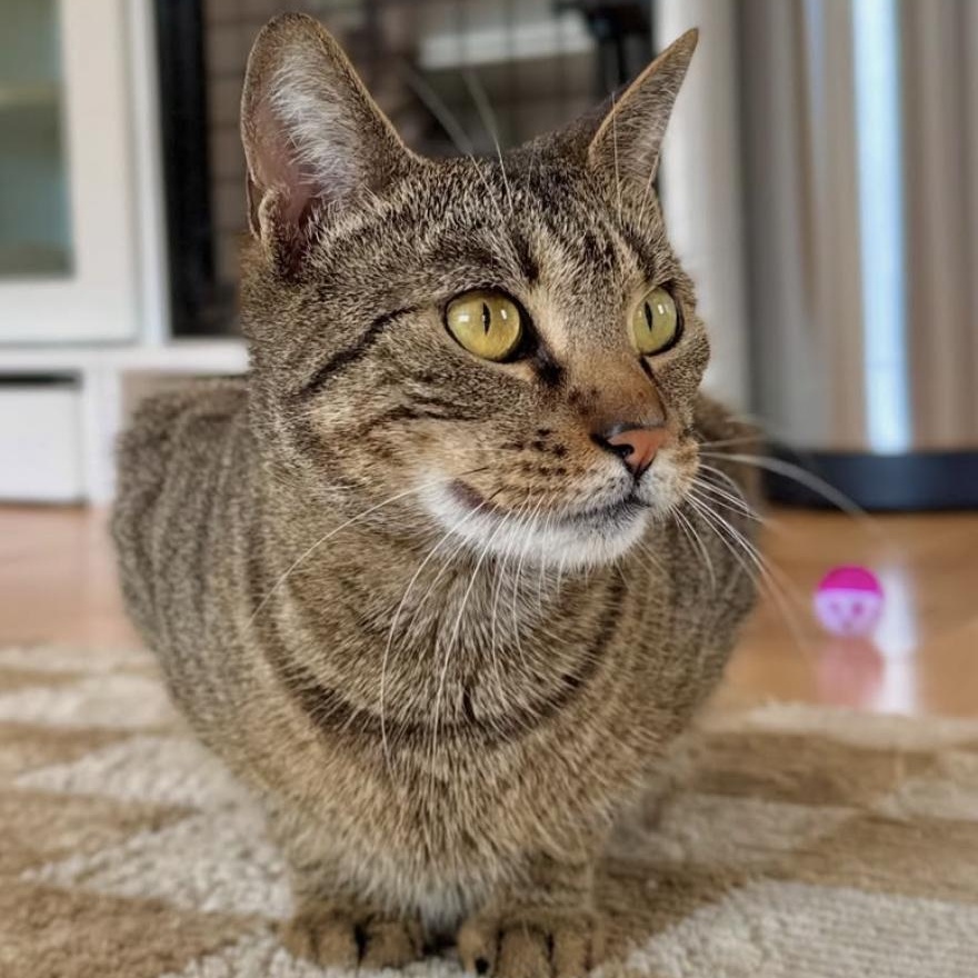 Enlarge Christina, a Adoptable Domestic Short Hair in Ramsey, NJ image 1/6