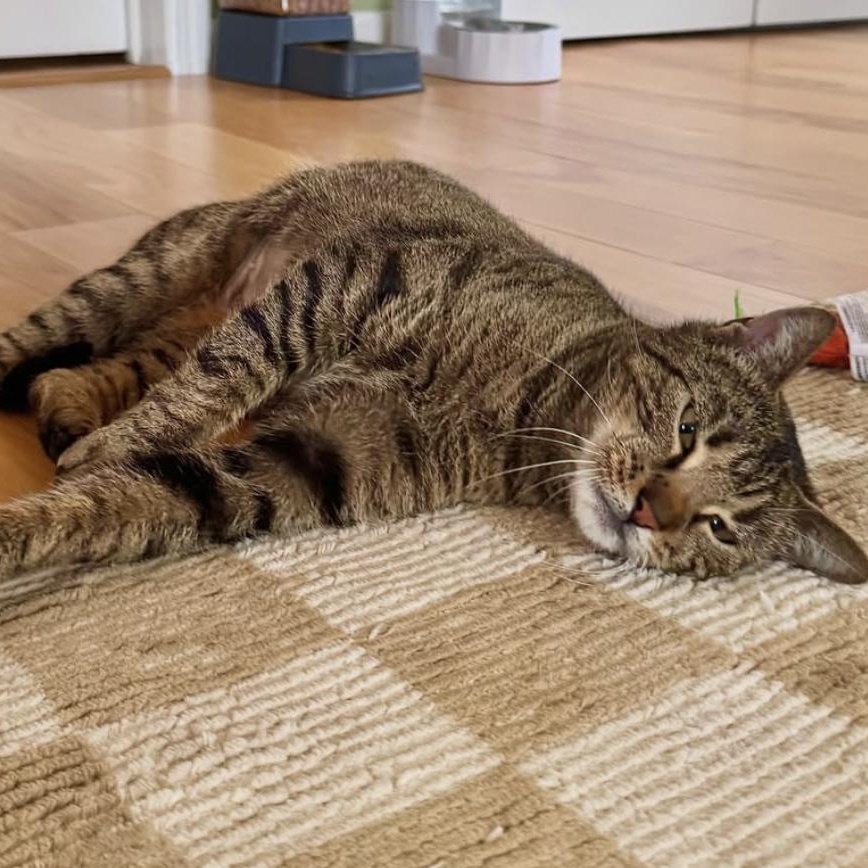 Enlarge Christina, a Adoptable Domestic Short Hair in Ramsey, NJ image 2/6