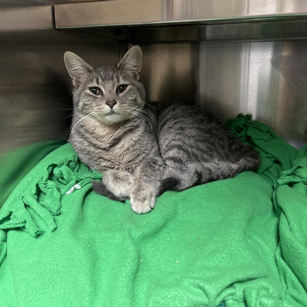 Tipsy — thumbnail 4