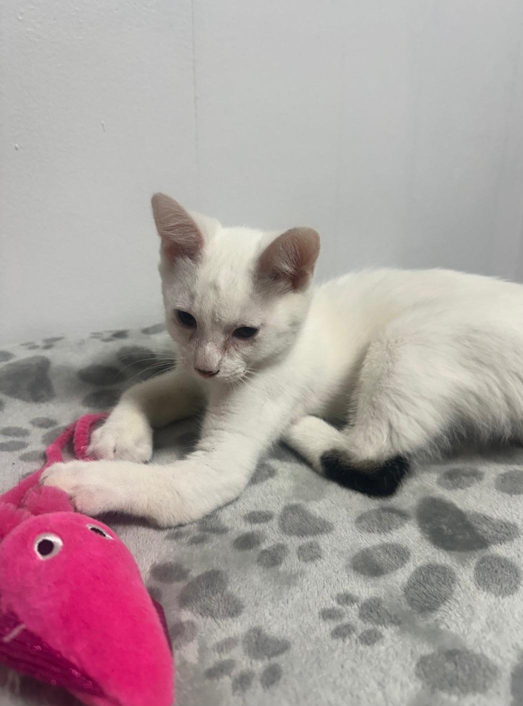 Ghost, a ADOPTABLE mixed breed in Union Gap, WA image 2/6