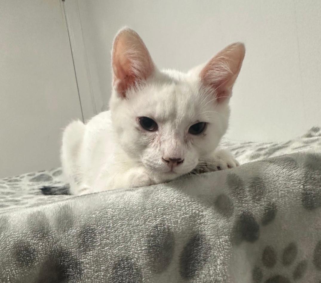 Ghost, ADOPTABLE, Young Male Domestic Short Hair.