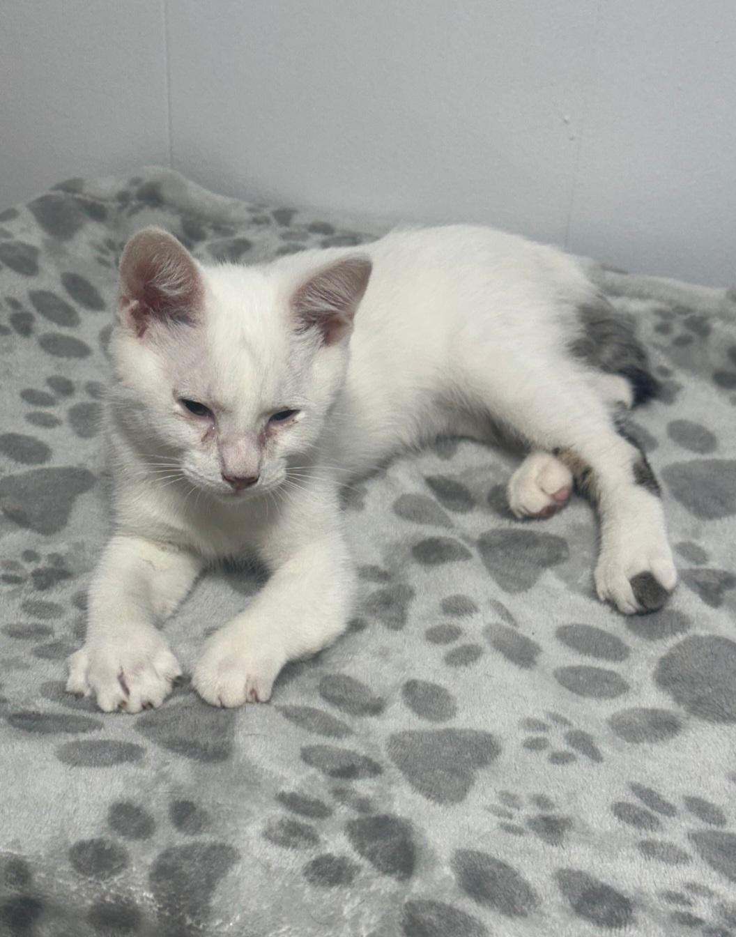 Ghost, a ADOPTABLE mixed breed in Union Gap, WA image 3/6