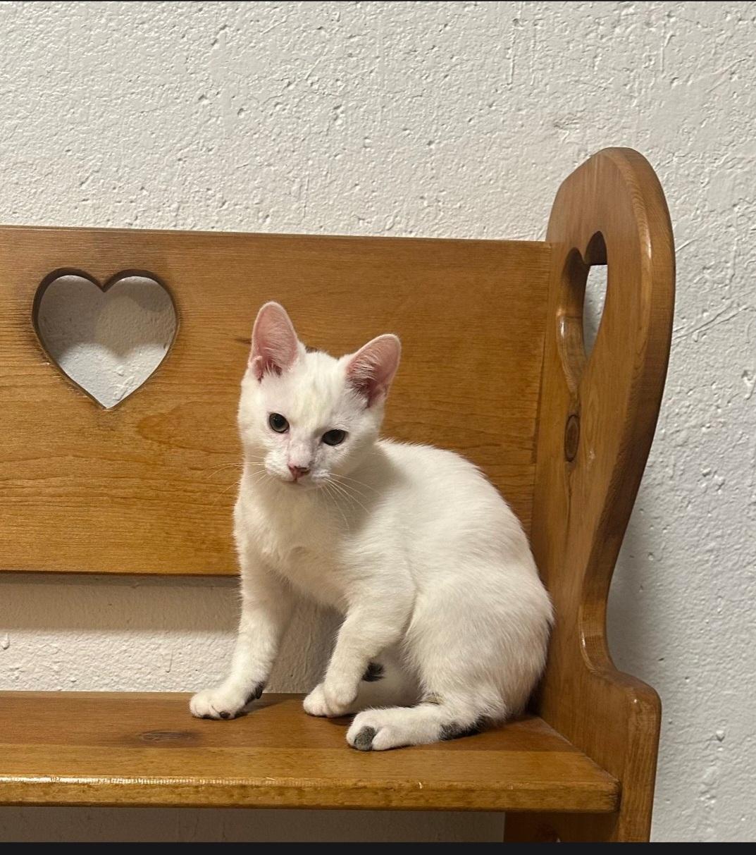 Ghost, a ADOPTABLE mixed breed in Union Gap, WA image 6/6