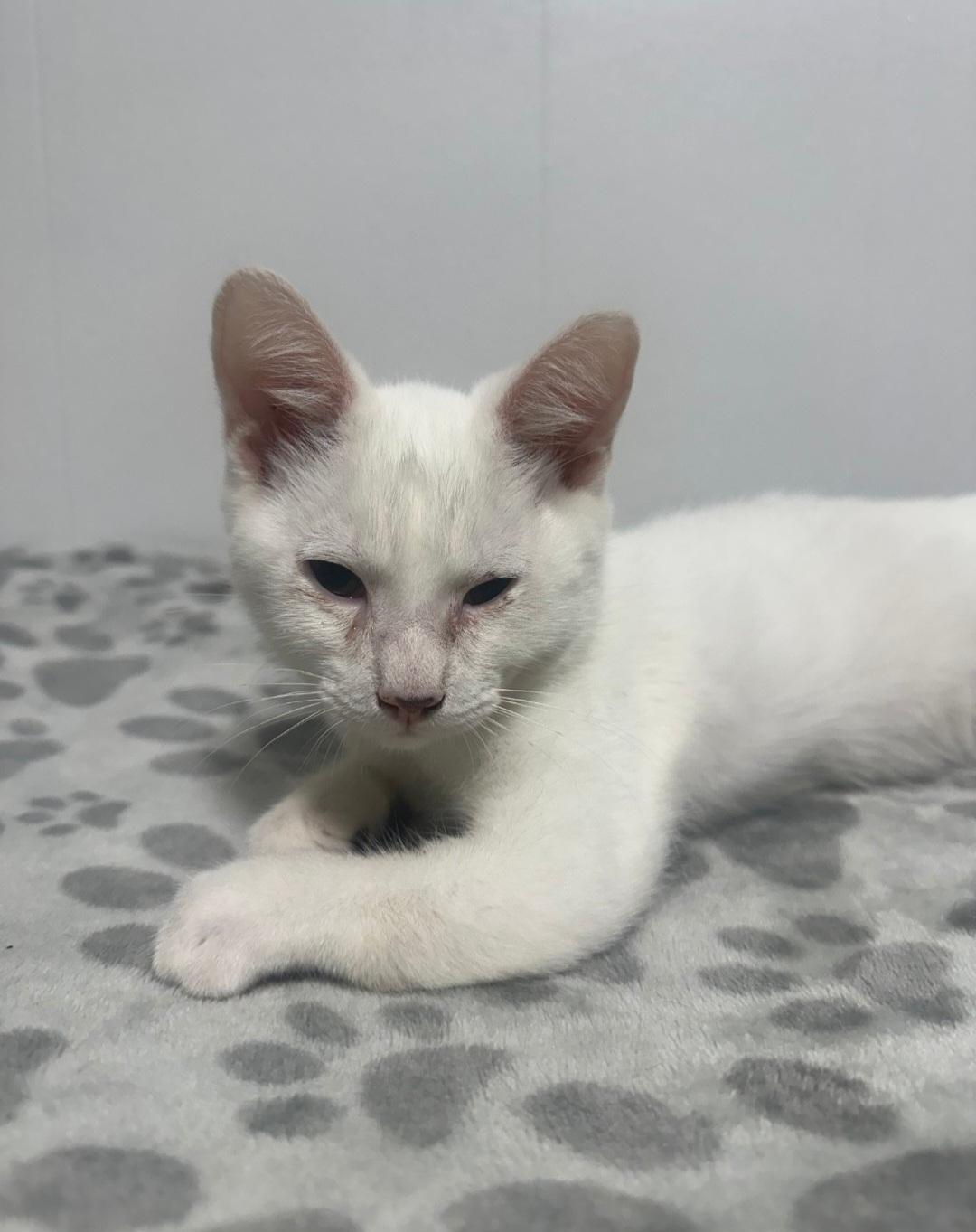 Ghost, a ADOPTABLE mixed breed in Union Gap, WA image 4/6