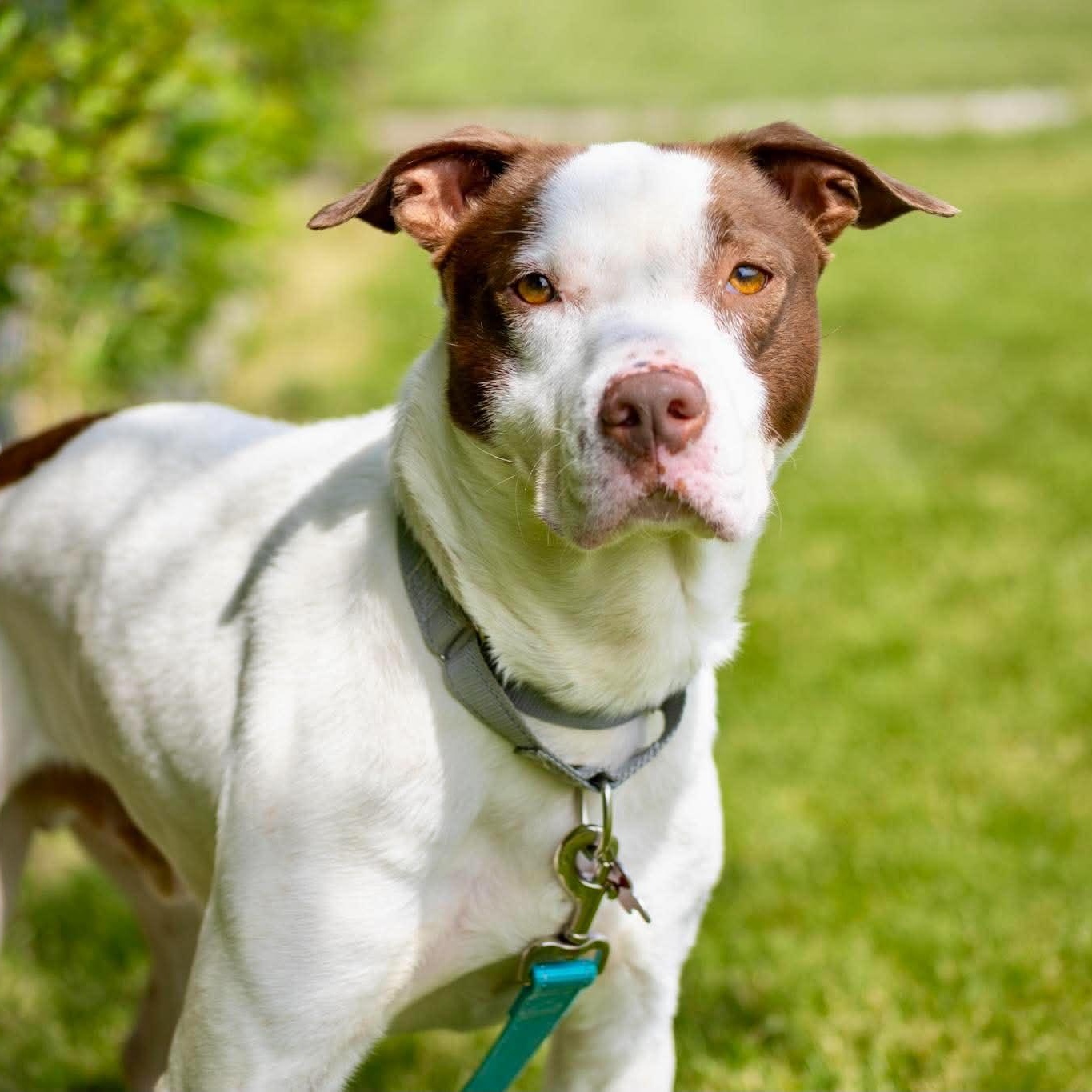 Milton, a ADOPTABLE Terrier in Valparaiso, IN image 1/4