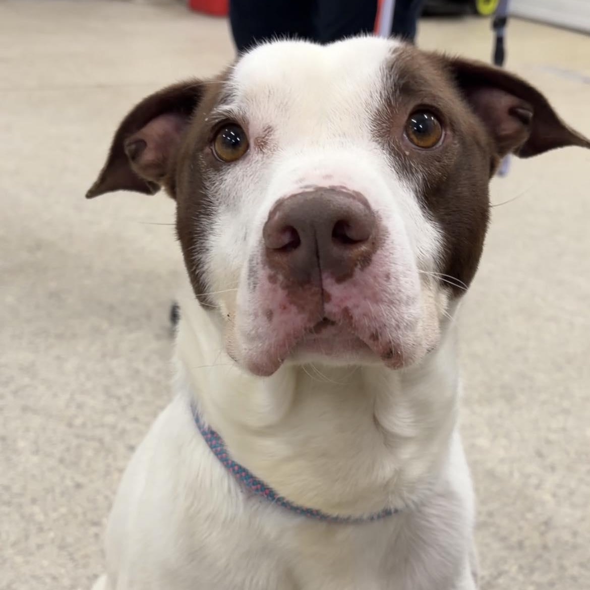 Milton, ADOPTABLE, Young Male Terrier.
