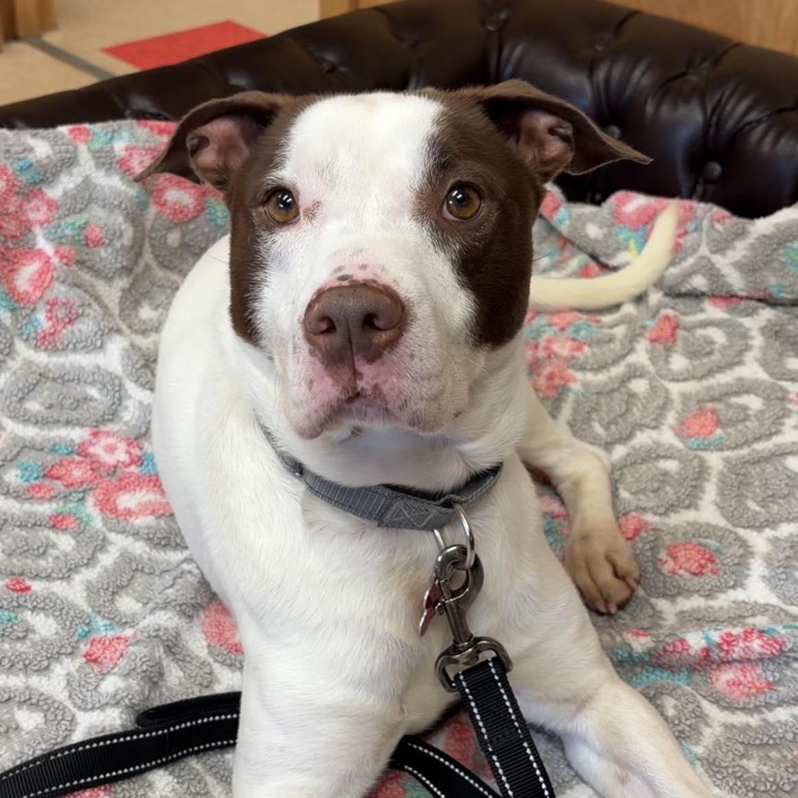 Milton, a ADOPTABLE Terrier in Valparaiso, IN image 2/4