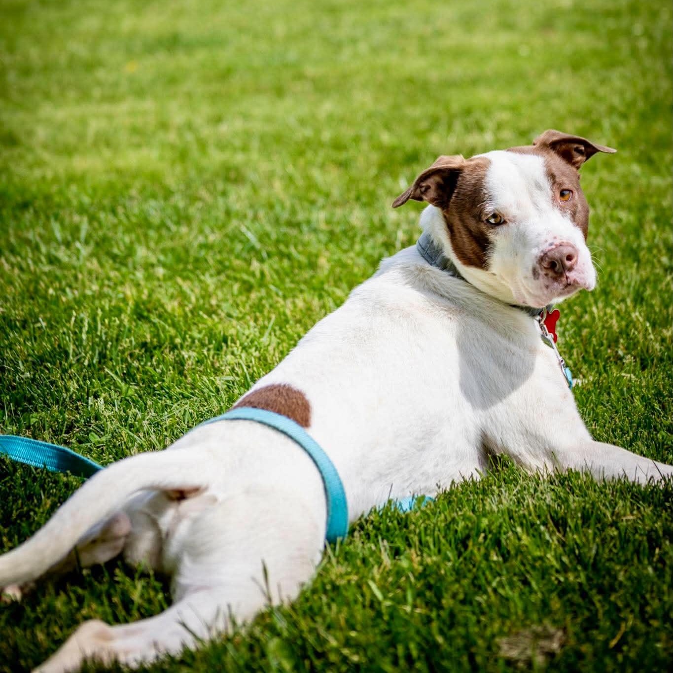 Milton, a ADOPTABLE Terrier in Valparaiso, IN image 3/4