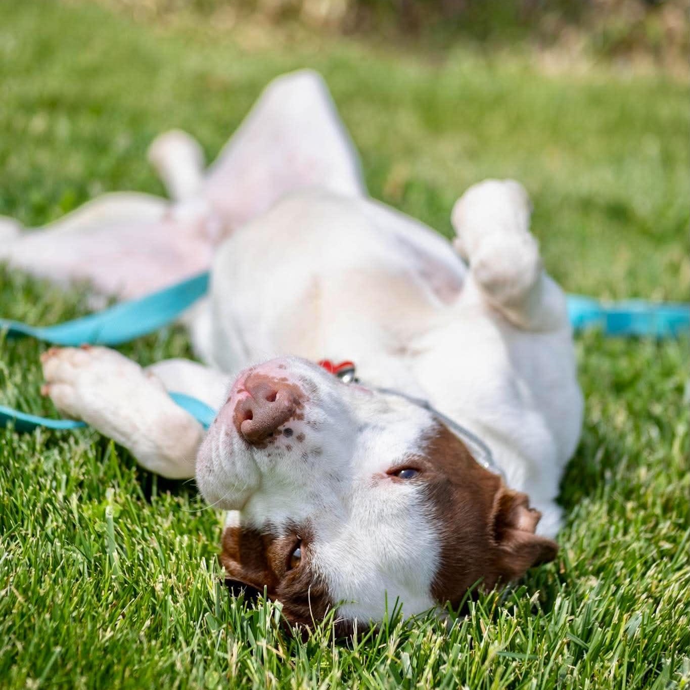 Milton, a ADOPTABLE Terrier in Valparaiso, IN image 4/4