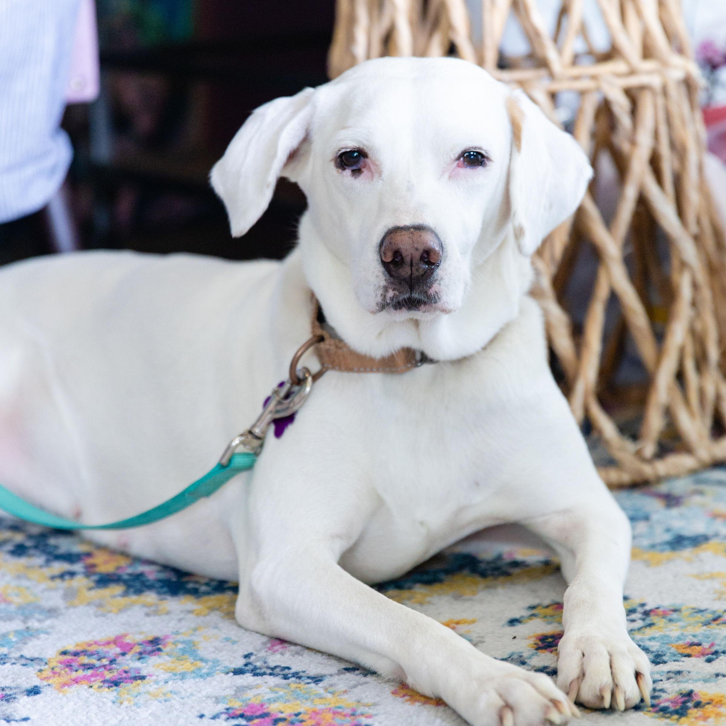 Enlarge Reggie, an adopted mixed breed in Austin, TX image 3/4