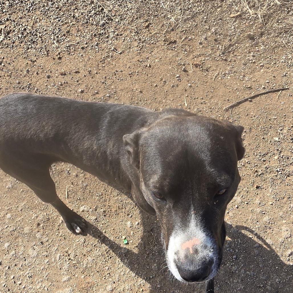 Enlarge Bear, a Adoptable Catahoula Leopard Dog in Taos, NM image 1/6