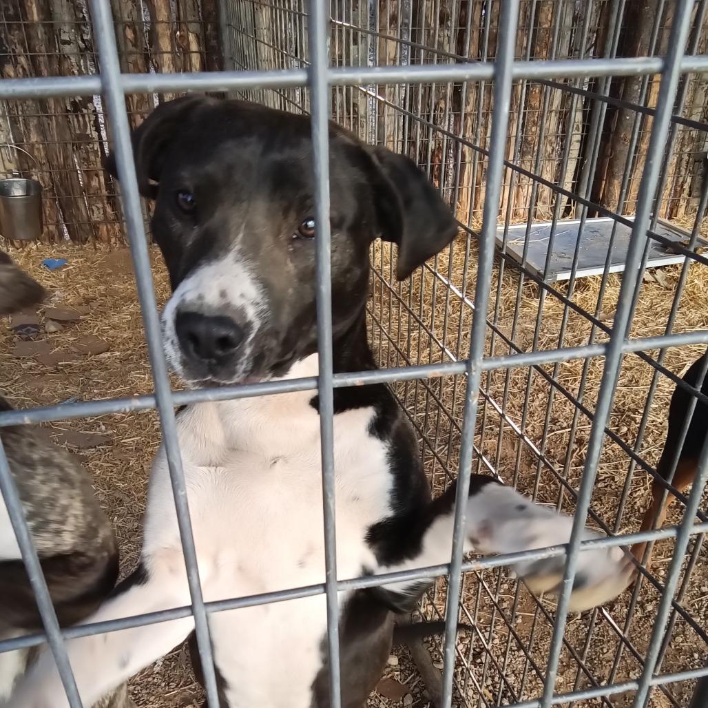 Enlarge Bear, a Adoptable Catahoula Leopard Dog in Taos, NM image 1/1