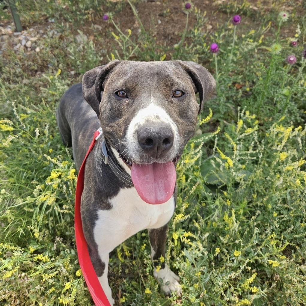 Enlarge Bear, a Adoptable Catahoula Leopard Dog in Taos, NM image 1/1