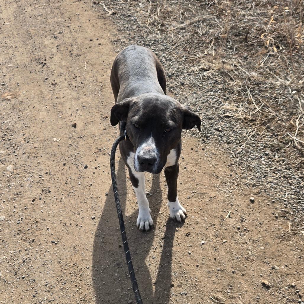 Enlarge Bear, a Adoptable Catahoula Leopard Dog in Taos, NM image 3/6