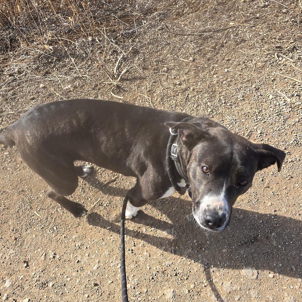 Enlarge Bear, a Adoptable Catahoula Leopard Dog in Taos, NM image 4/6