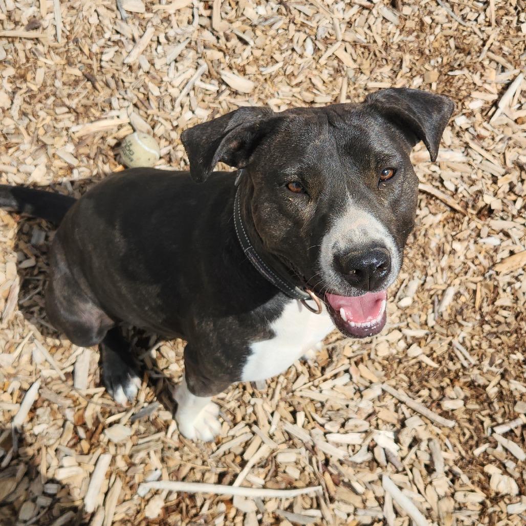 Enlarge Bear, a Adoptable Catahoula Leopard Dog in Taos, NM image 2/2