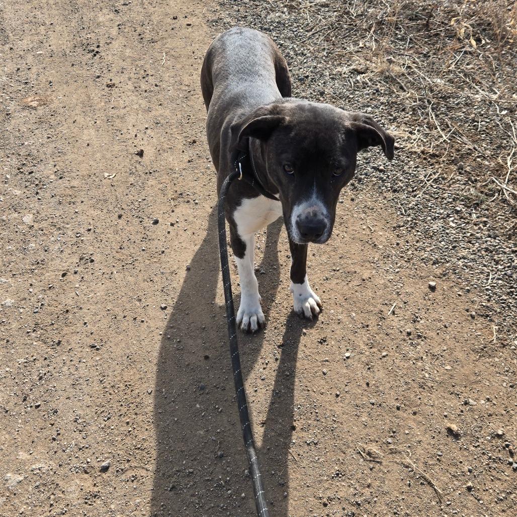 Enlarge Bear, a Adoptable Catahoula Leopard Dog in Taos, NM image 5/6