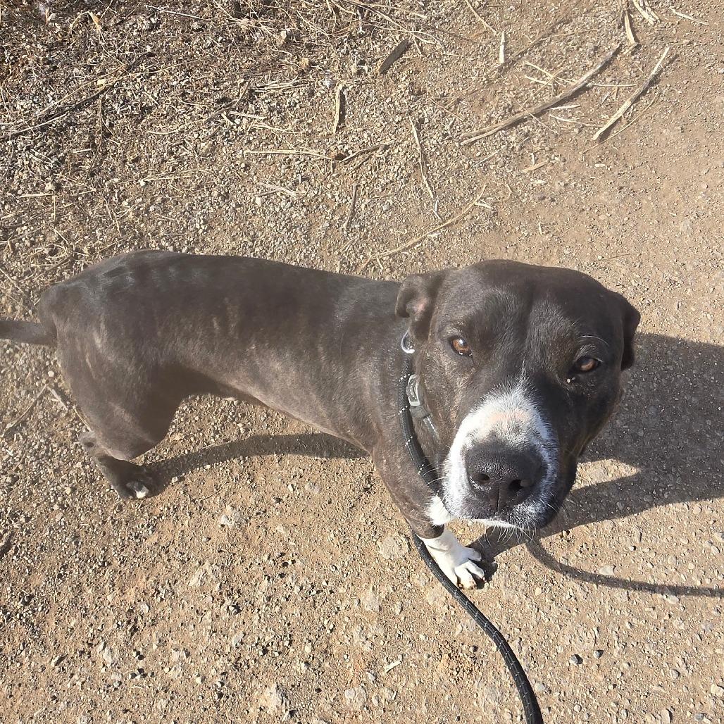 Enlarge Bear, a Adoptable Catahoula Leopard Dog in Taos, NM image 6/6