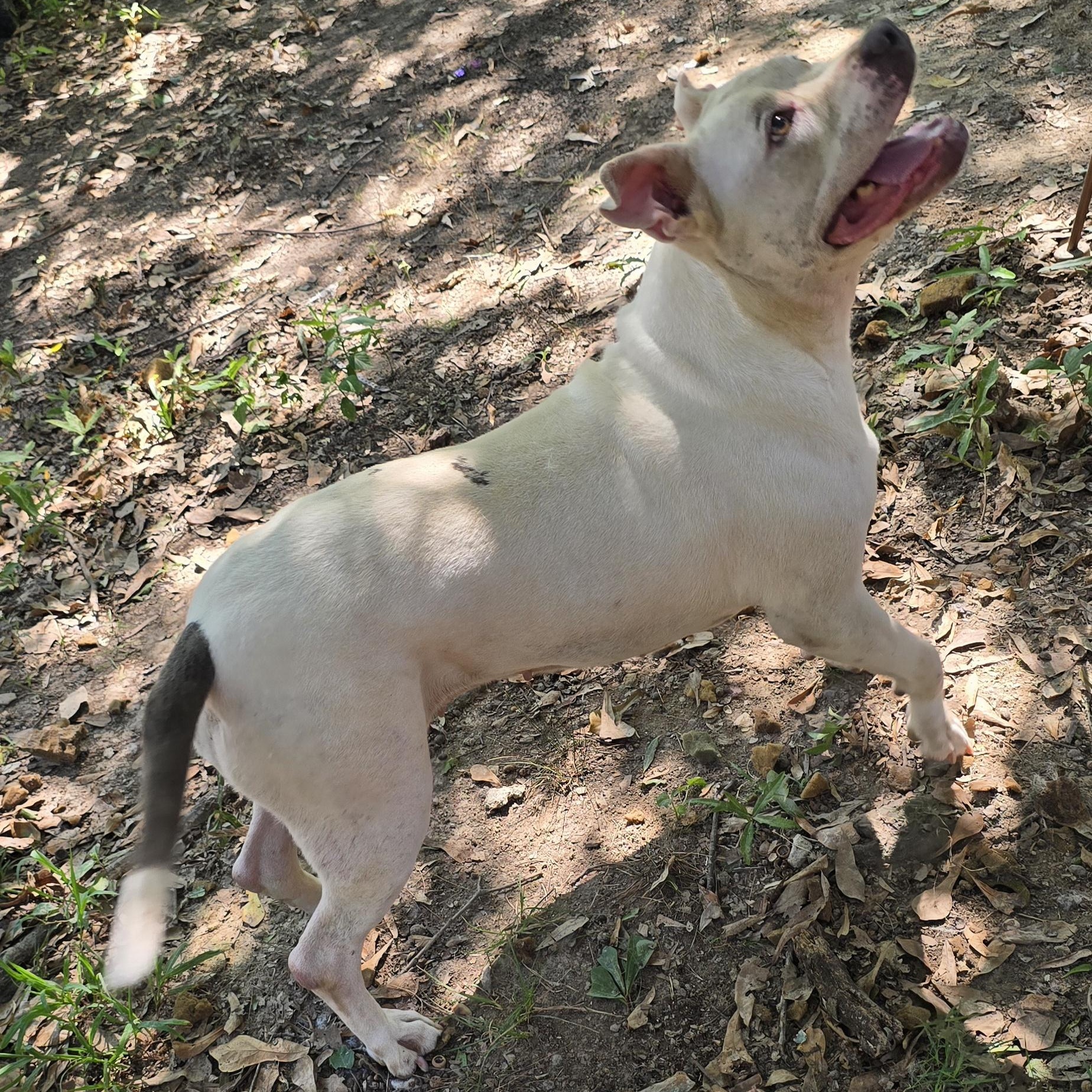 Enlarge Bri, a Adoptable Pit Bull Terrier in Arlington, TN image 6/6