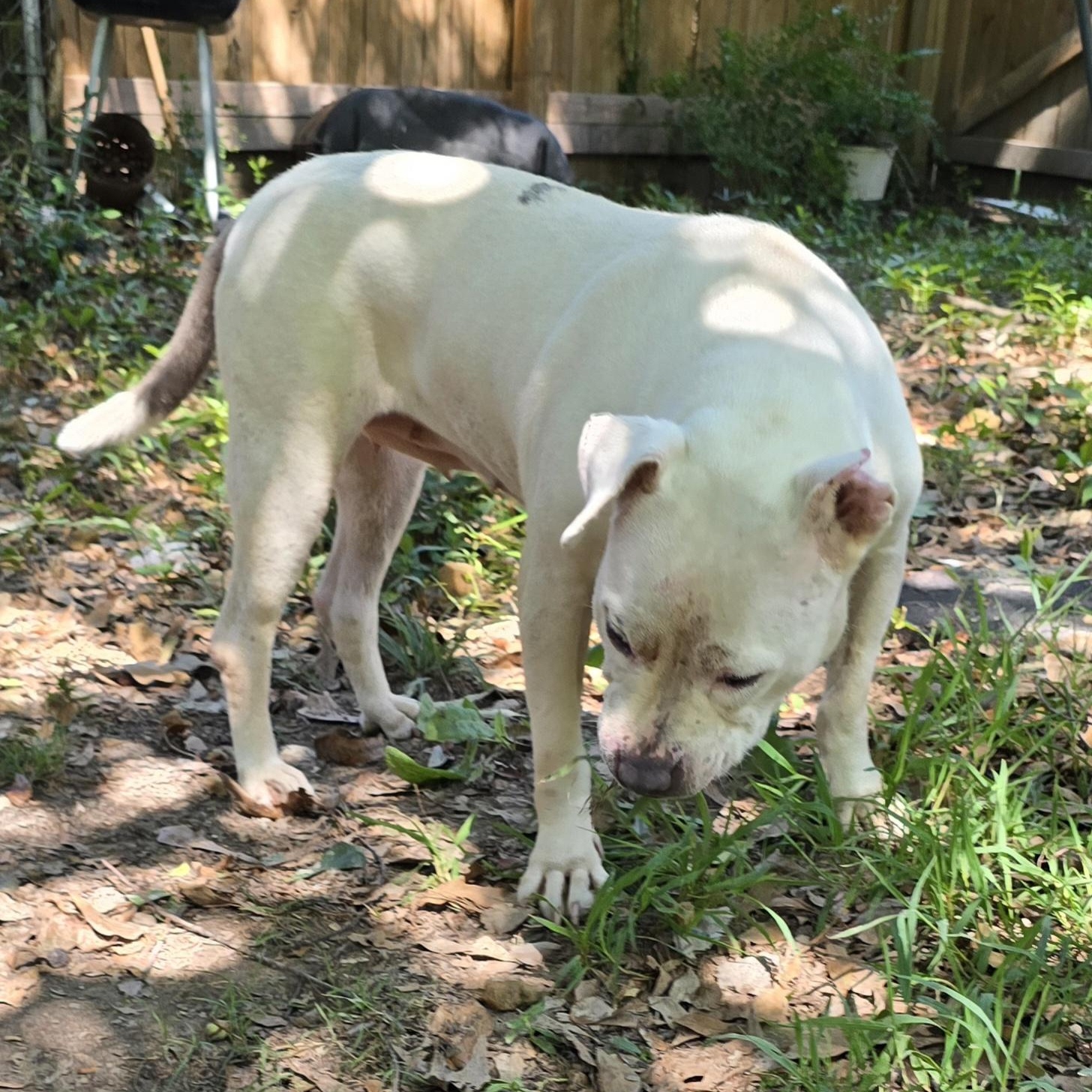 Enlarge Bri, a Adoptable Pit Bull Terrier in Arlington, TN image 4/6
